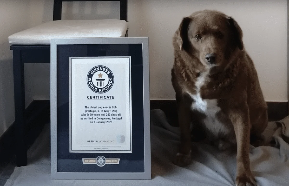 World's oldest dog