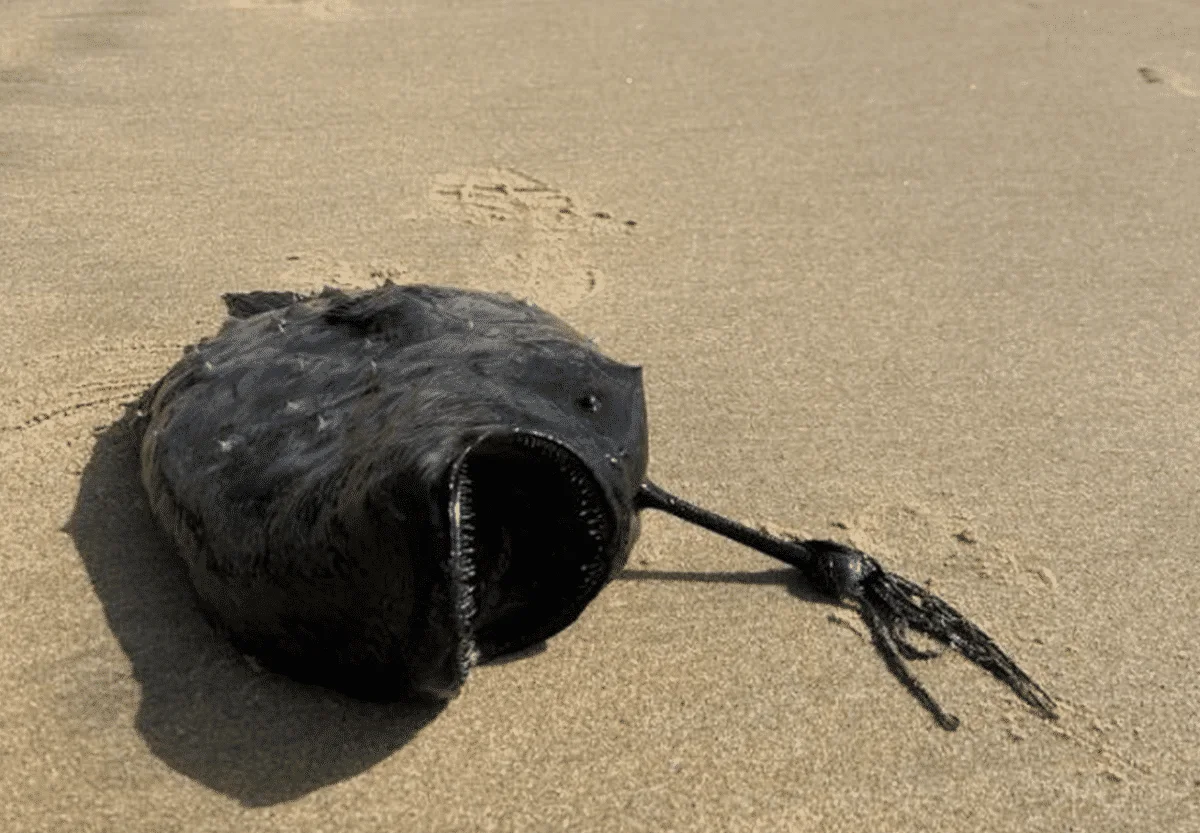 Bizarre Deep-Sea Creature Found Stranded on US Beach