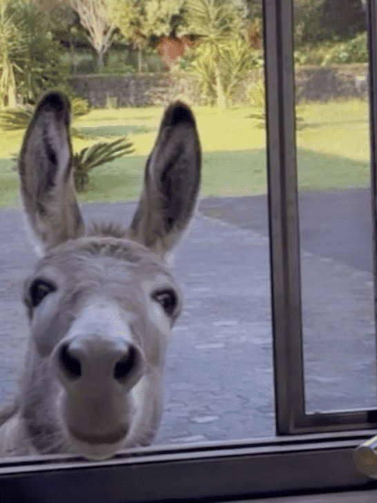 Donkey Opens Kitchen Window And Asks For a Treat