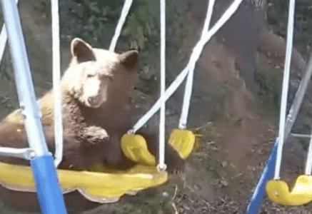 Curious Black Bear Plays on Swingset