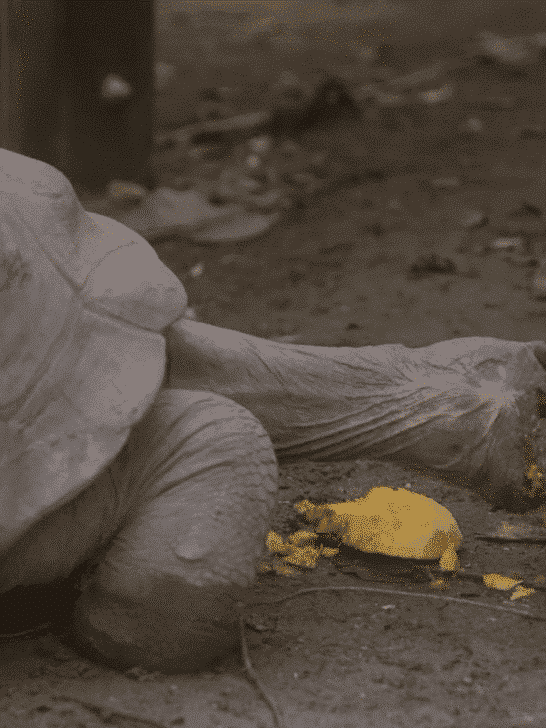 Watch: London Zoo’s Halloween Pumpkin Extravaganza