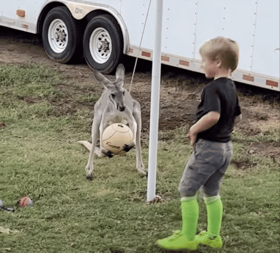 tetherball with a kangaroo