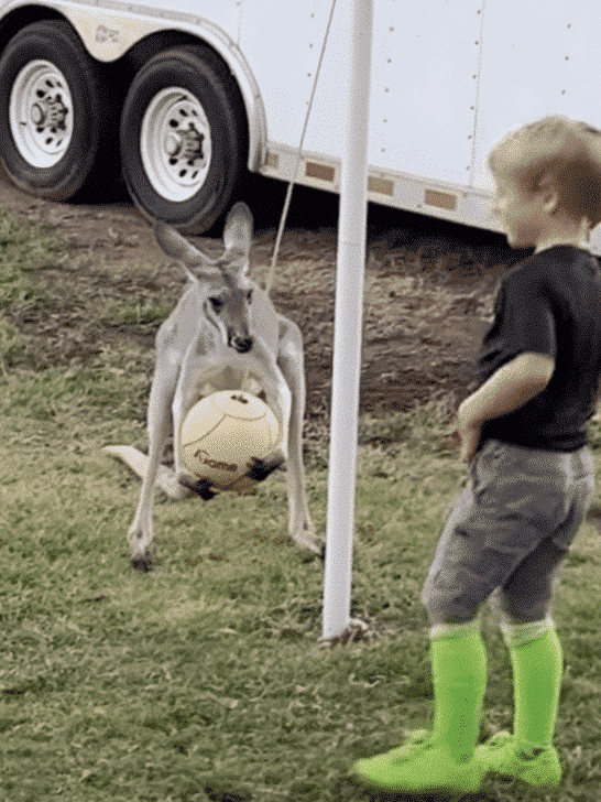Watch As Texan Boy Plays Tetherball With A Kangaroo