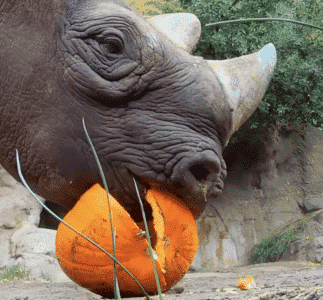 Rhino eats a Pumpkin in Oregon Zoo