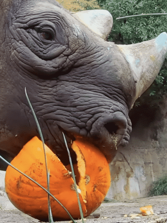 Rhino eats a Pumpkin in Oregon Zoo