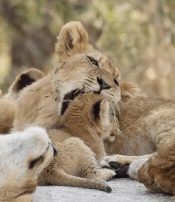 The Kambula Lion Pride's Young Cub Meeting It's Elders
