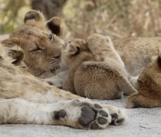 The Kambula Lion Pride's Young Cub Meeting It's Elders