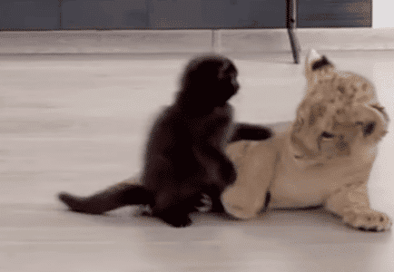 Kitten And Lion Cub Play