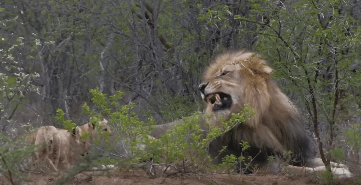 Lion Cubs Meet their Father for the First Time