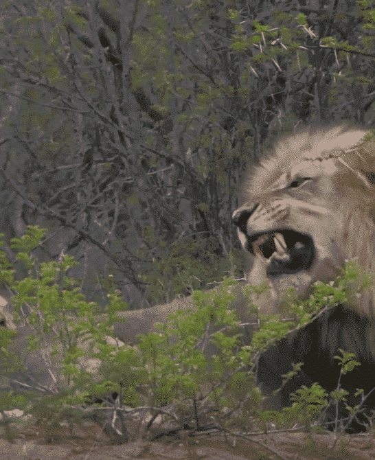 Lion Cubs Meet their Father for the First Time