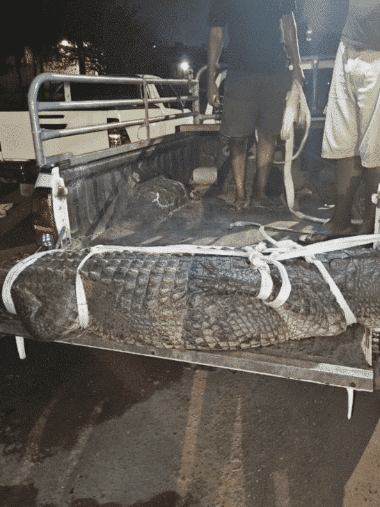 11-Foot Crocodile Surprises South African Police