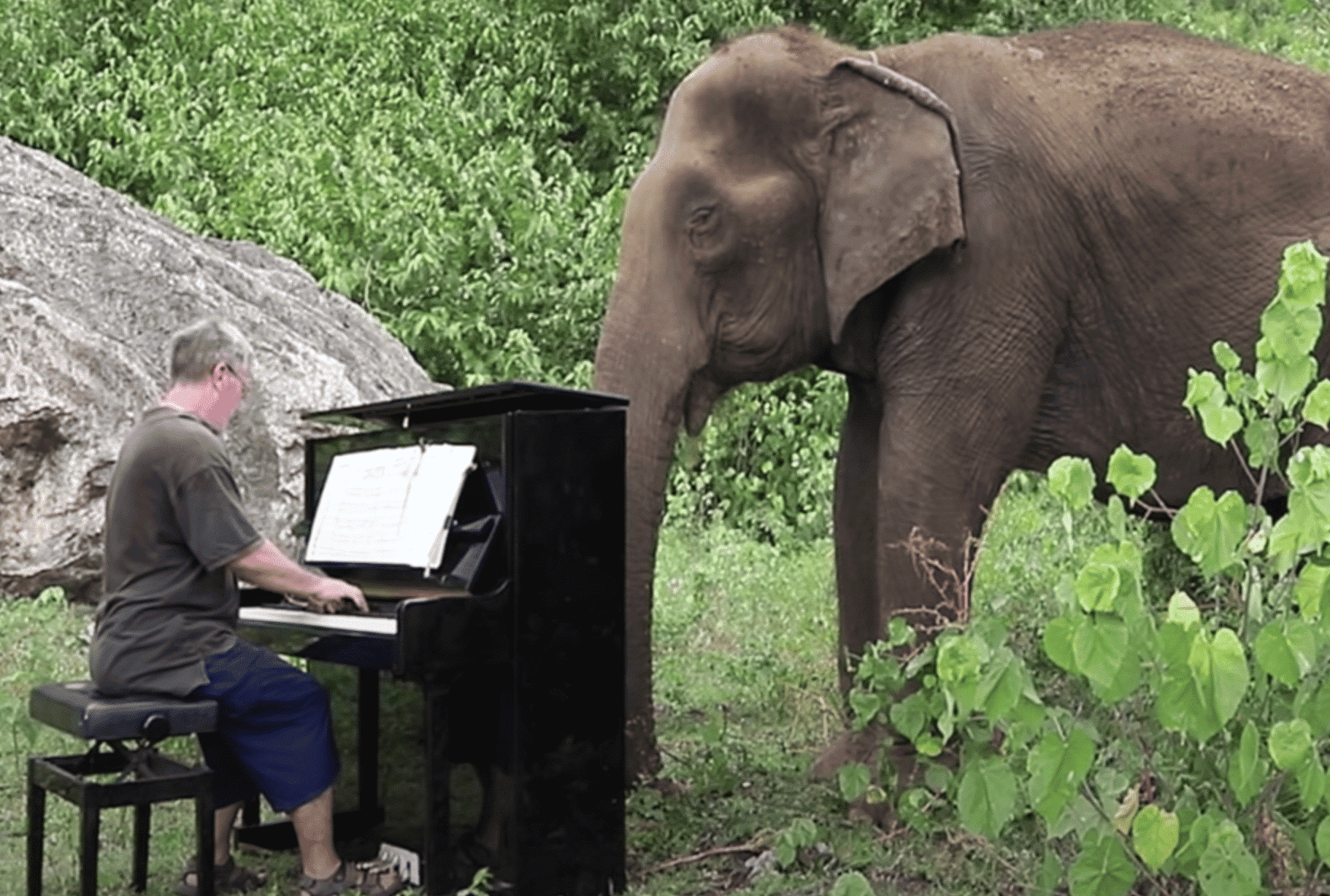 elephants in thailand