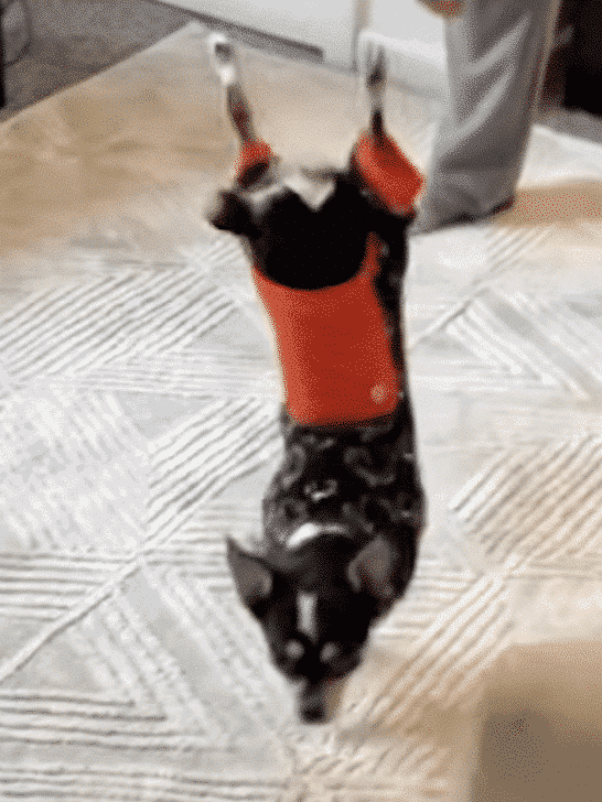 Dog Gets Taught How to Do a Handstand and Succeeds