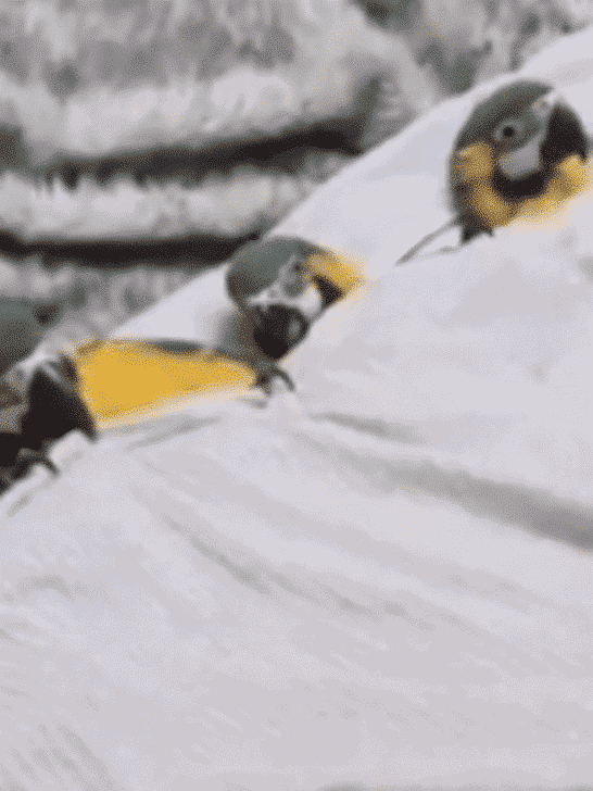 Man Tucks His Six Parrots into Bed