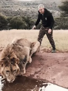 Man Scares Lion
