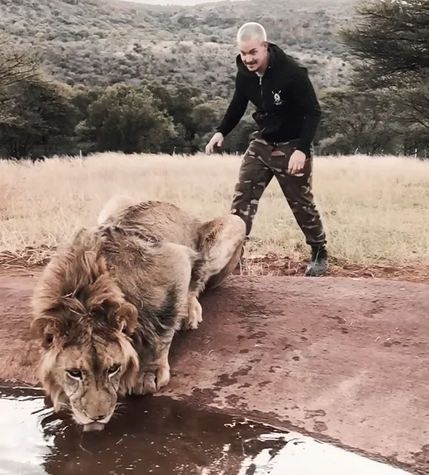 Man Scares Lion