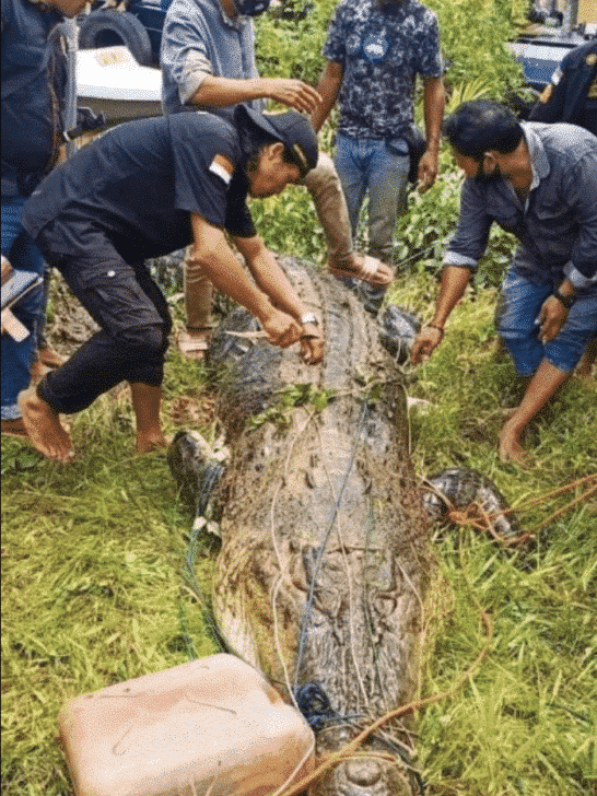 Indonesia: The Crocodile Bite Capital of The World
