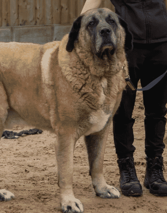 A Rescue Shelter’s Largest Dog is Up For Adoption