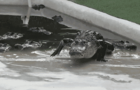 Darth Gator is Summoned By The Imperial March