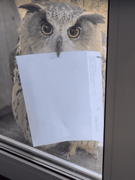Owl Delivers a Letter Through a Window