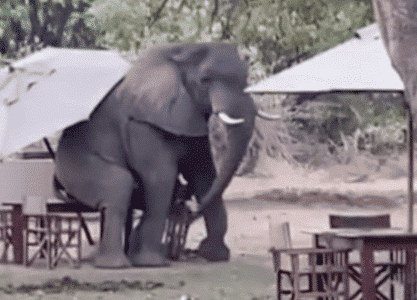 Elephant Breaks a Table When it Uses it As a Chair