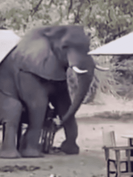 Elephant Breaks a Table When it Uses it As a Chair