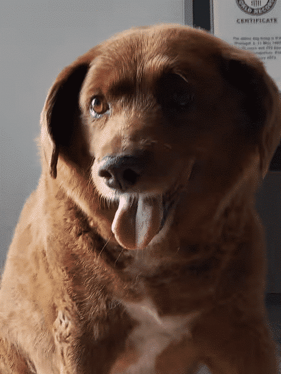 Bobi: Investigating the Claims about the World’s Oldest Dog