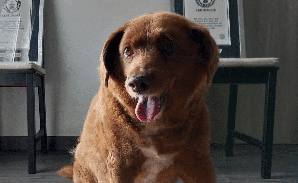 Bobi, the world's oldest dog
