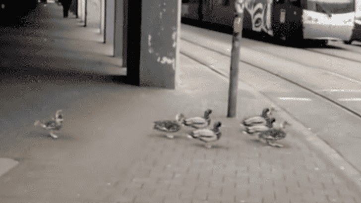 Traffic Cautious Ducks Wait at Stoplight Before Crossing the Road