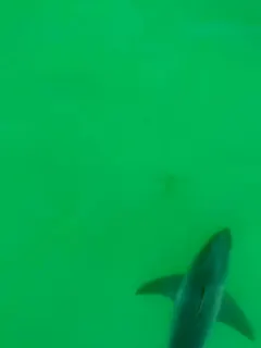 Shark chasing drone