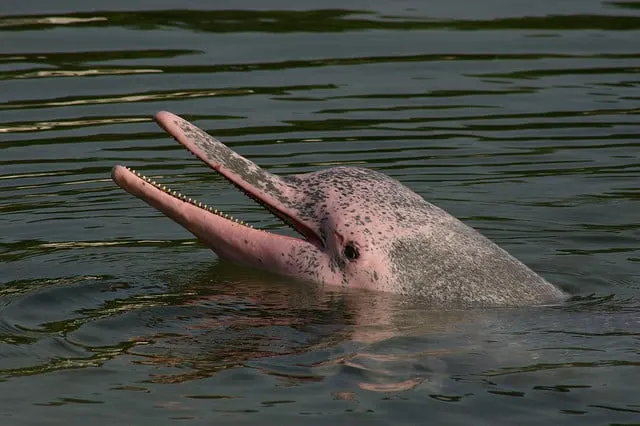 rosa Delphin