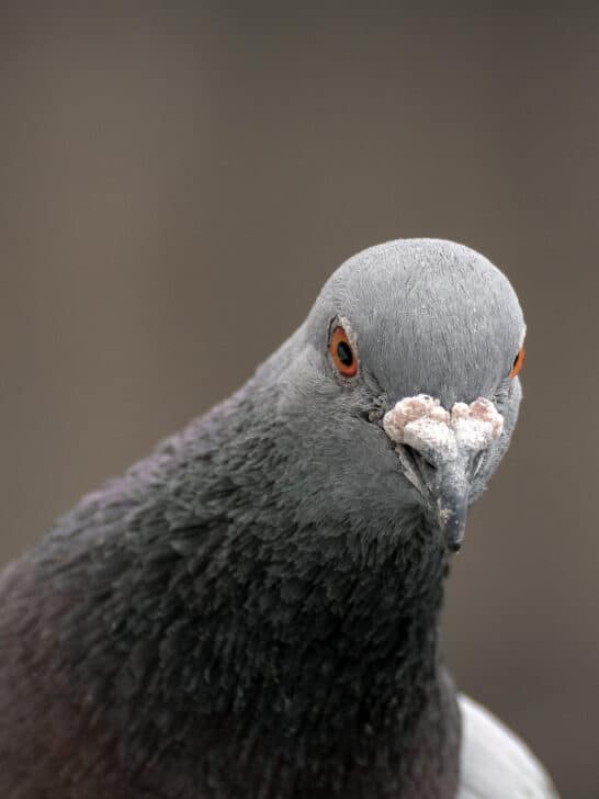 Pigeons Approach Problem-Solving Similarly to Artificial Intelligence