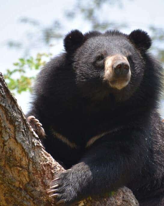 Family in Disbelief Upon Realizing Pet Dog is Actually a Bear