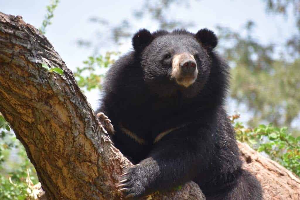 asiatic bear