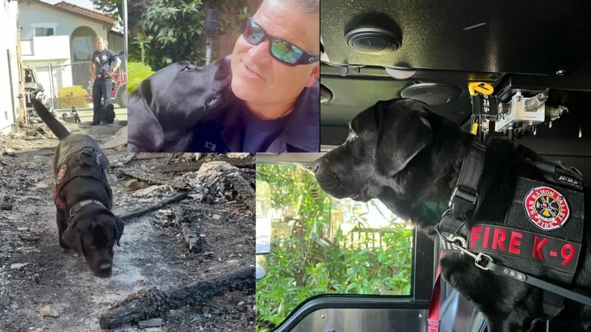 A Day in the Life of an Arson K9 Canine