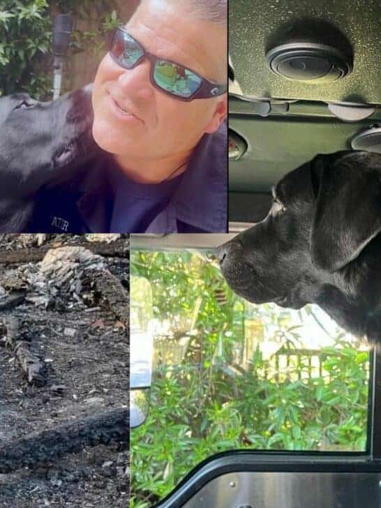 Watch: A Day in the Life of an Arson K9 Canine Named Tank