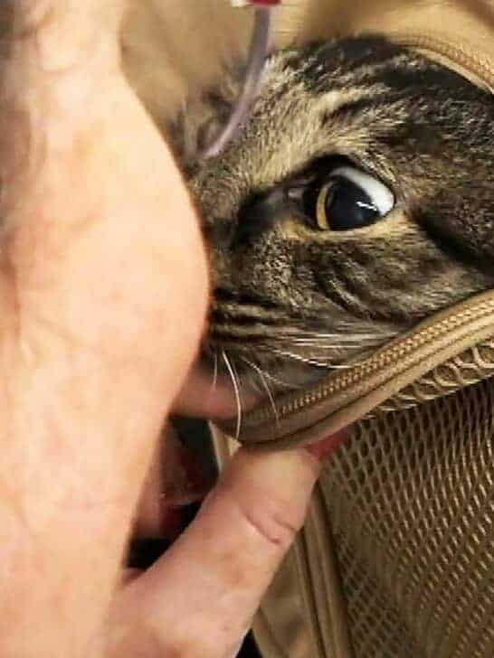 Pet Owners Reunite With Missing Cat 12 Years Later