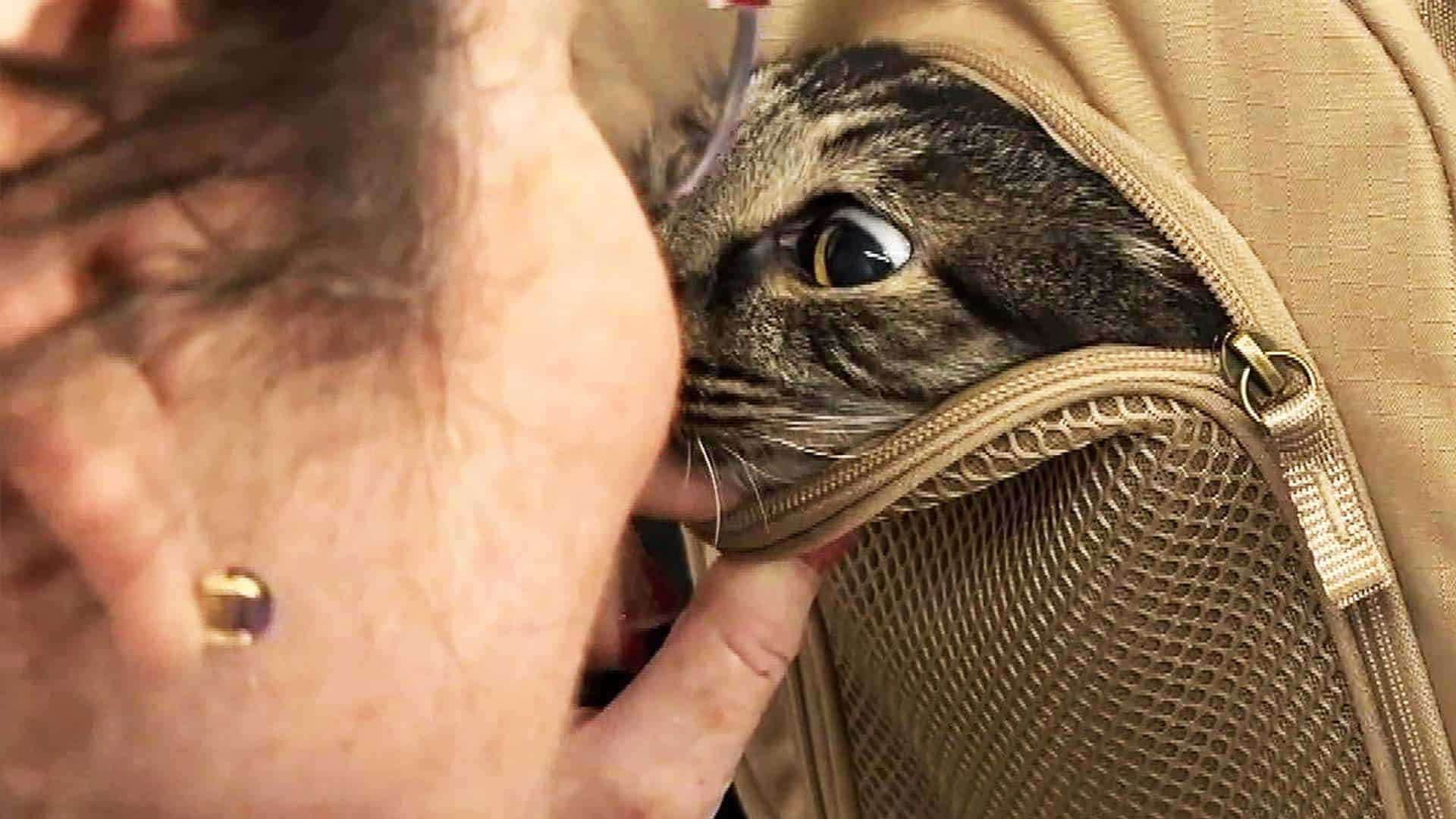 Pet Owners Reunite With Missing Cat 12 Years Later