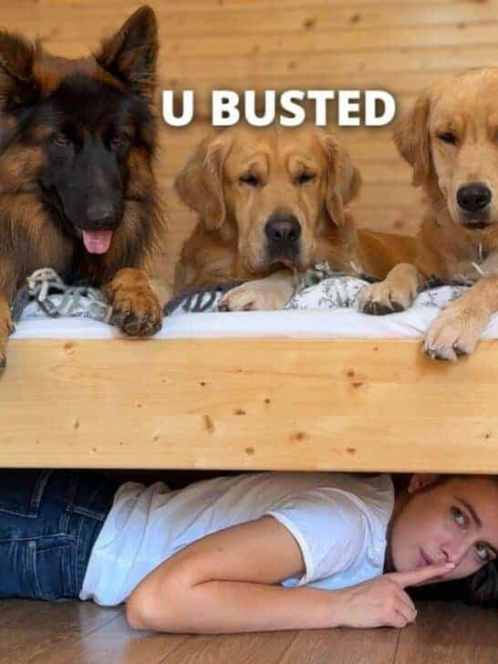 Watch: Playing Hide and Seek with My Dogs