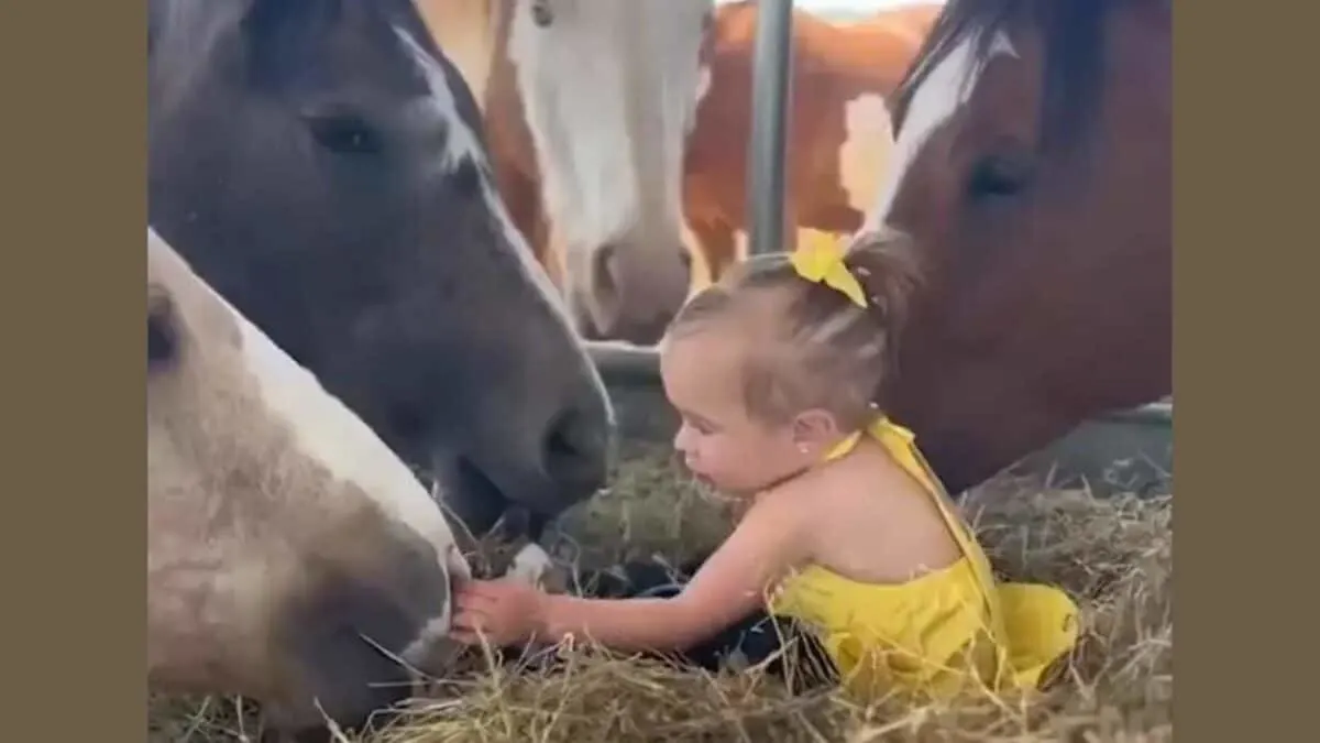 Two-Year-Old Horse Whisperer