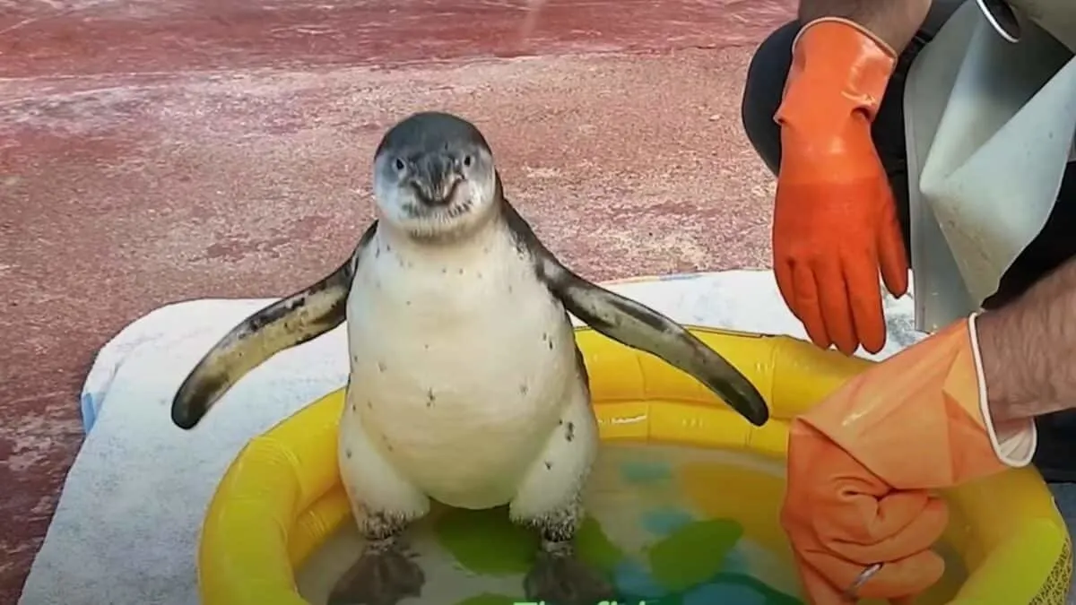 Baby Penguin Overcome Her Fear Of Water