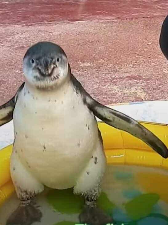 Watch This Guy Help A Baby Penguin Overcome Her Fear Of Water