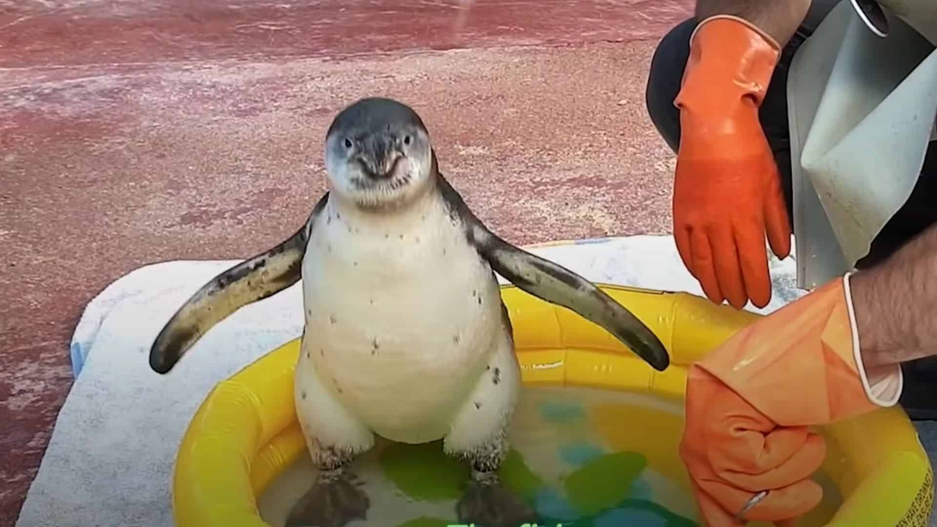 Baby Penguin Overcome Her Fear Of Water