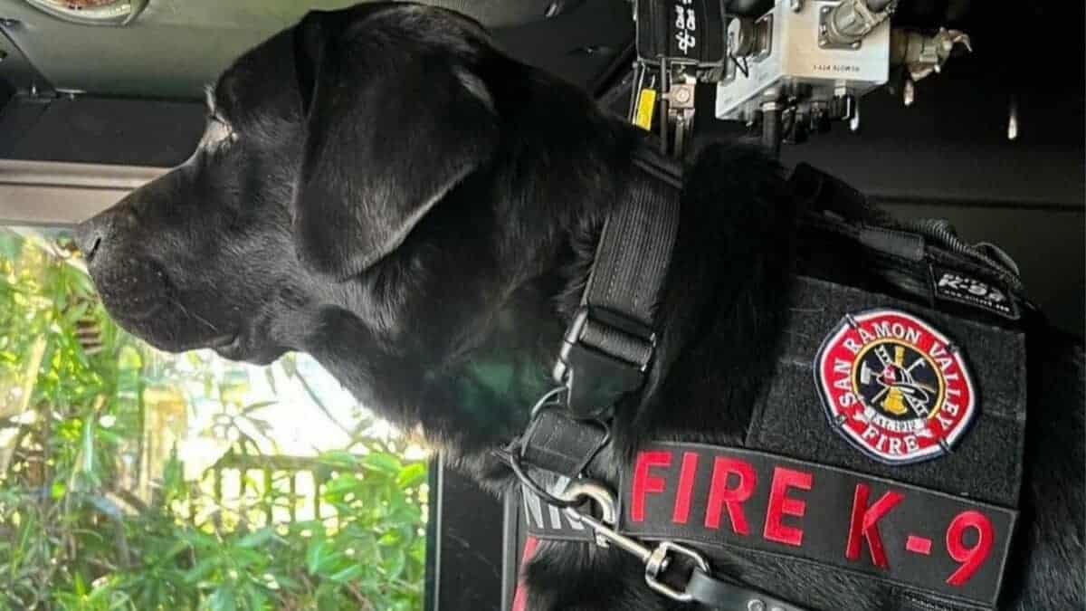 A Day in the Life of an Arson K9 Canine