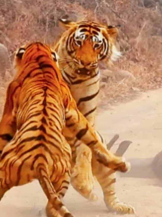 Watch: Tigress Tries Stealing Huge Tiger’s Meal