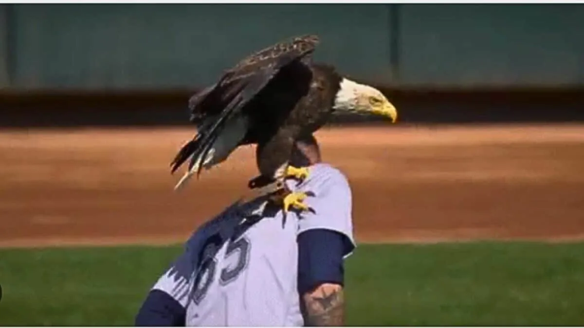 Bald Eagle Joins the National Anthem
