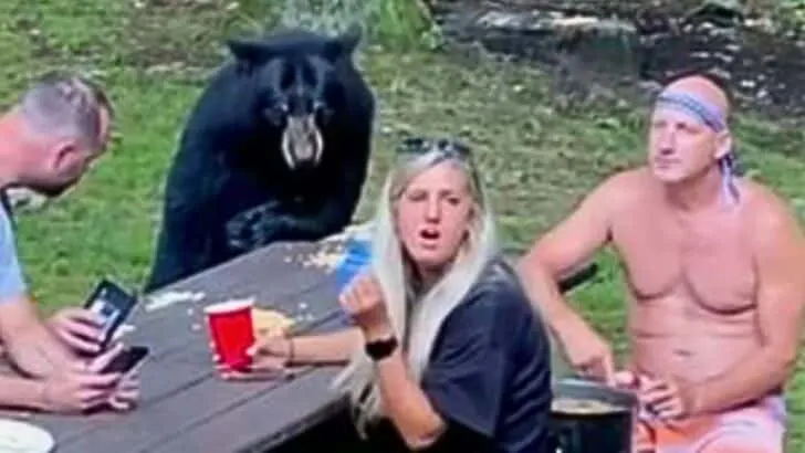 Watch: Bear Joins for a Casual Family Picnic in Maryland