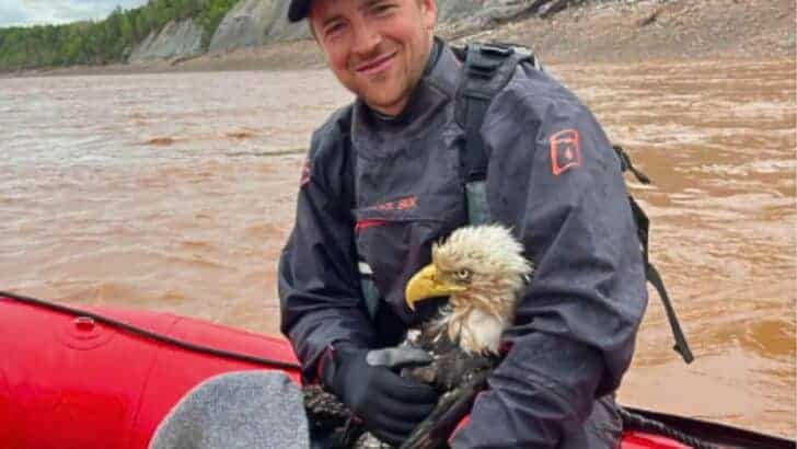 Man Saves Bald Eagle From Drowning In River and Wins His Trust, Canada