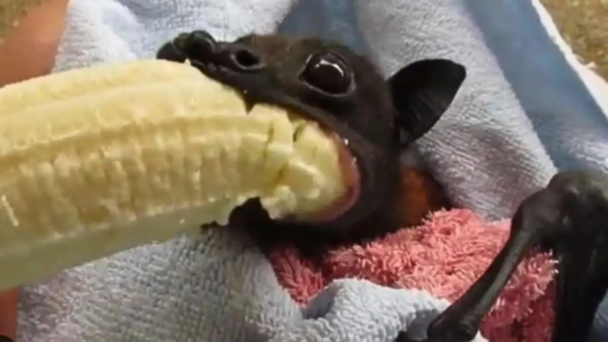 Rescued Bat Enjoys Banana