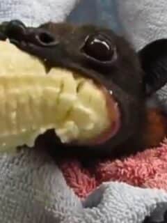 Rescued Bat Enjoys Banana